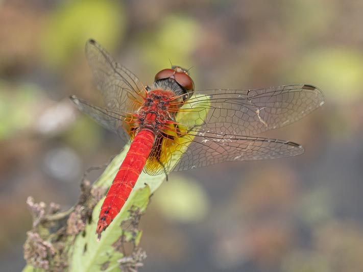 Aethriamanta nymphaeae (L-spot Basker) male 4.jpg